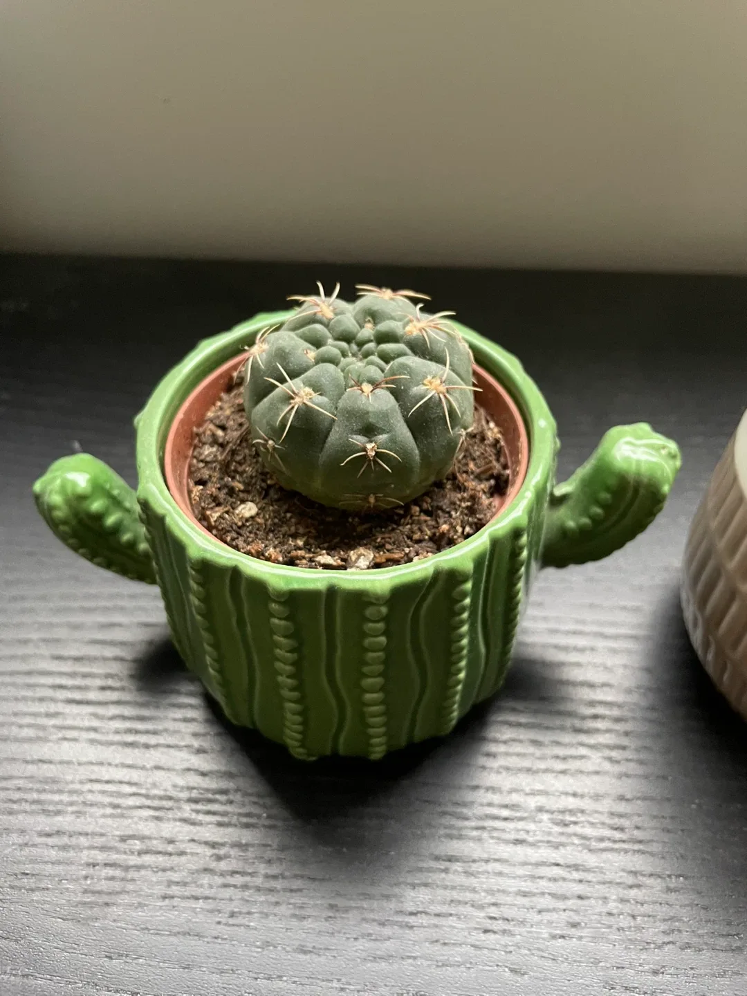 Cactus Plants in Decorative Pots image indicator(2)