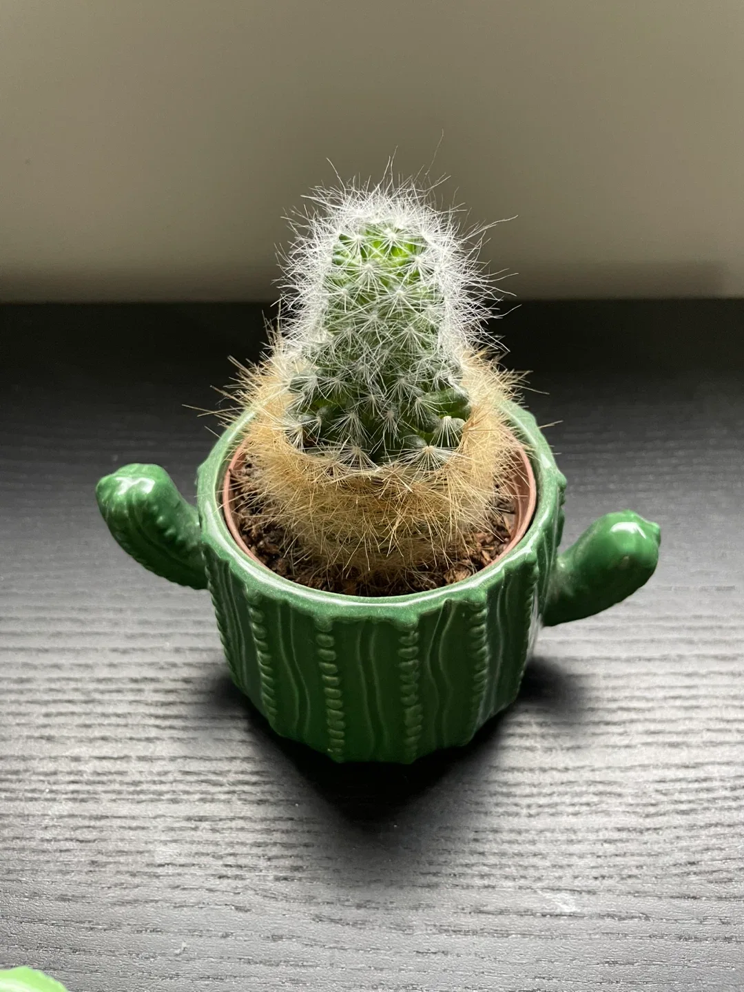 Cactus Plants in Decorative Pots image indicator(4)