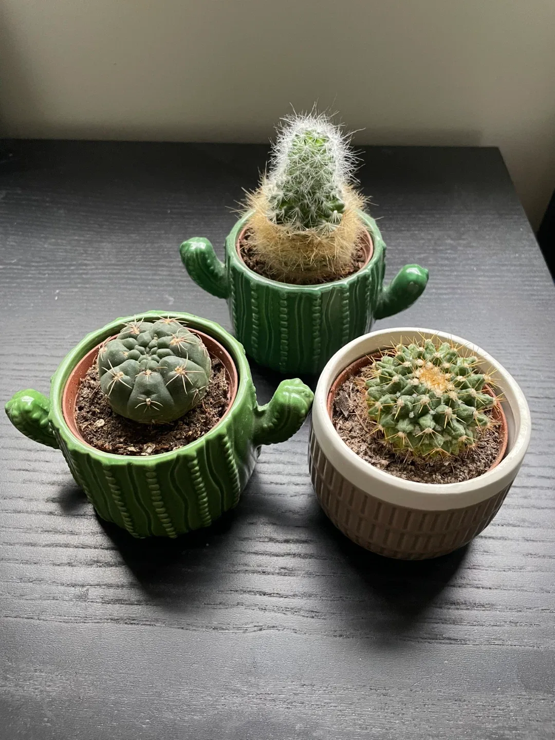 Cactus Plants in Decorative Pots