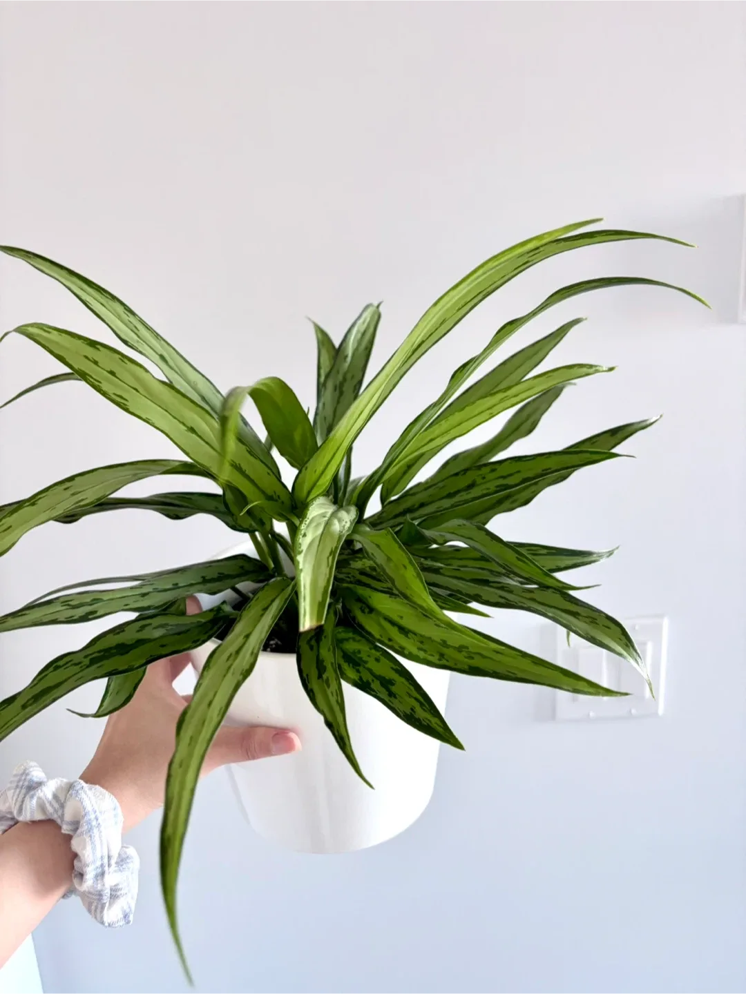 Aglaonema Plant - low maintenance image indicator(2)