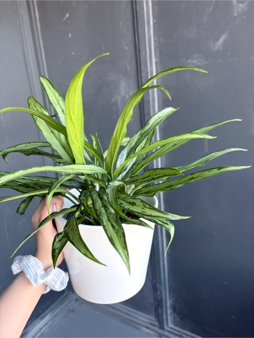 Aglaonema Plant - low maintenance