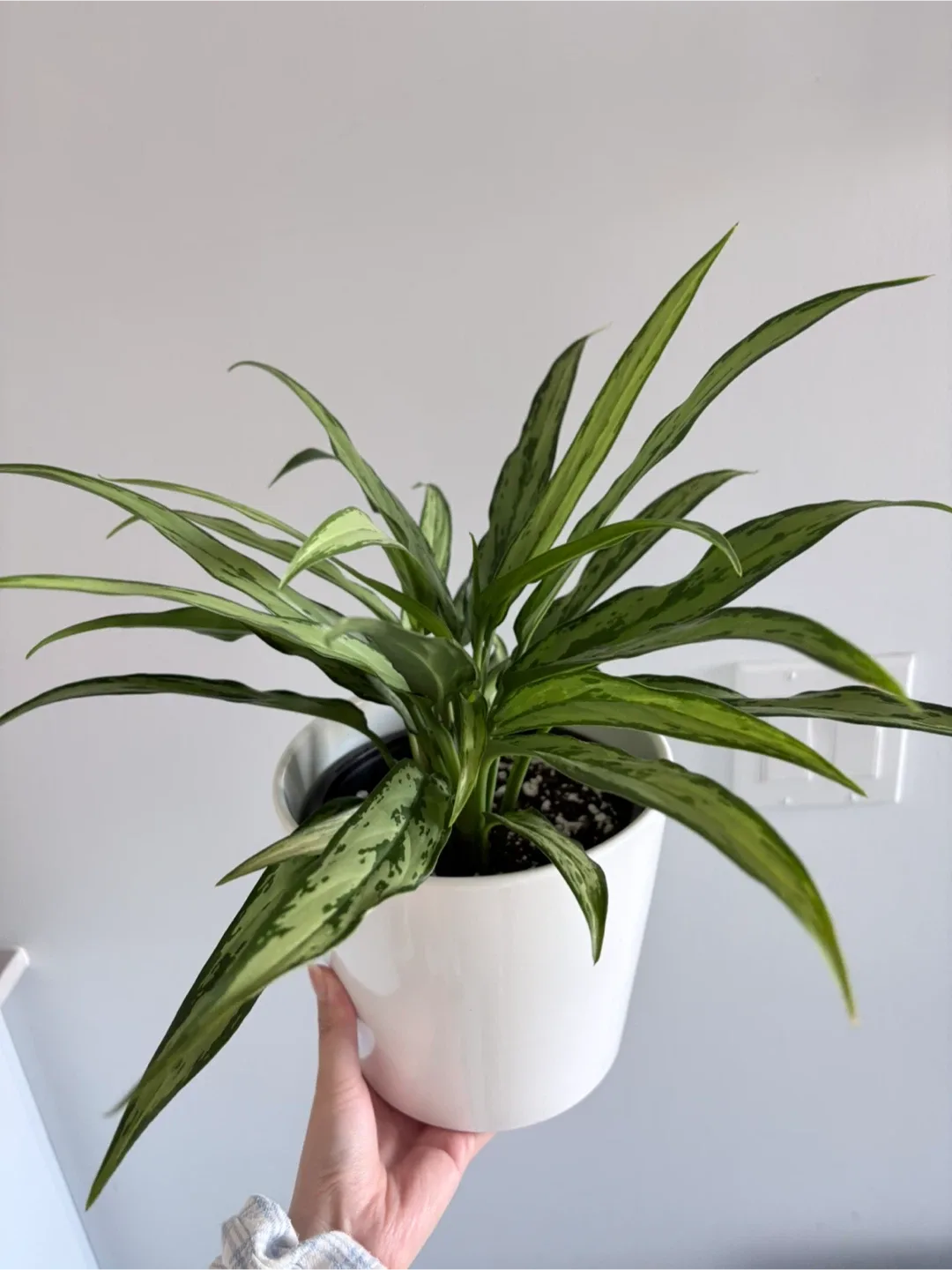 Aglaonema Plant - low maintenance image indicator(4)