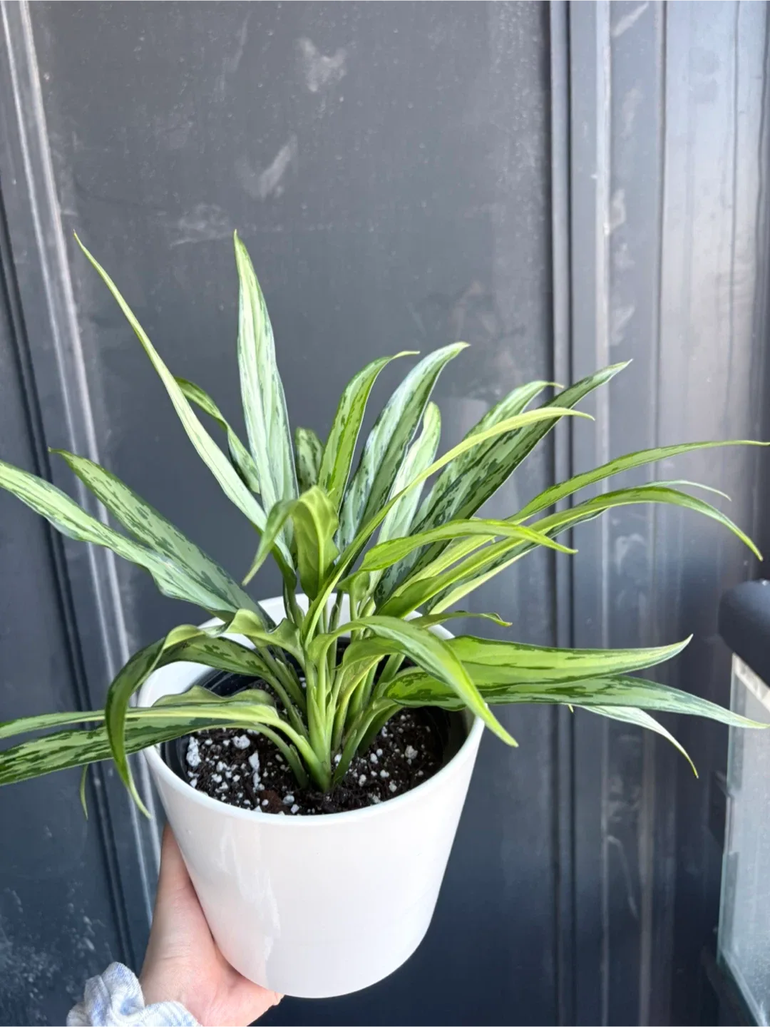 Aglaonema Plant - low maintenance image indicator(3)