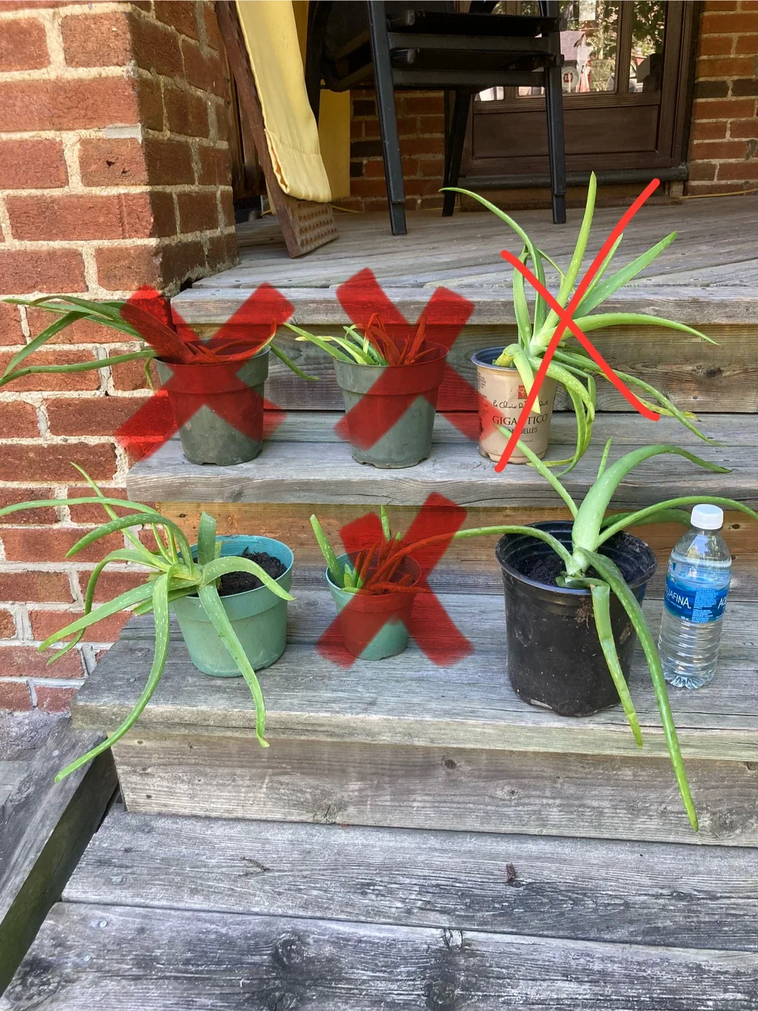 Aloe Vera plants