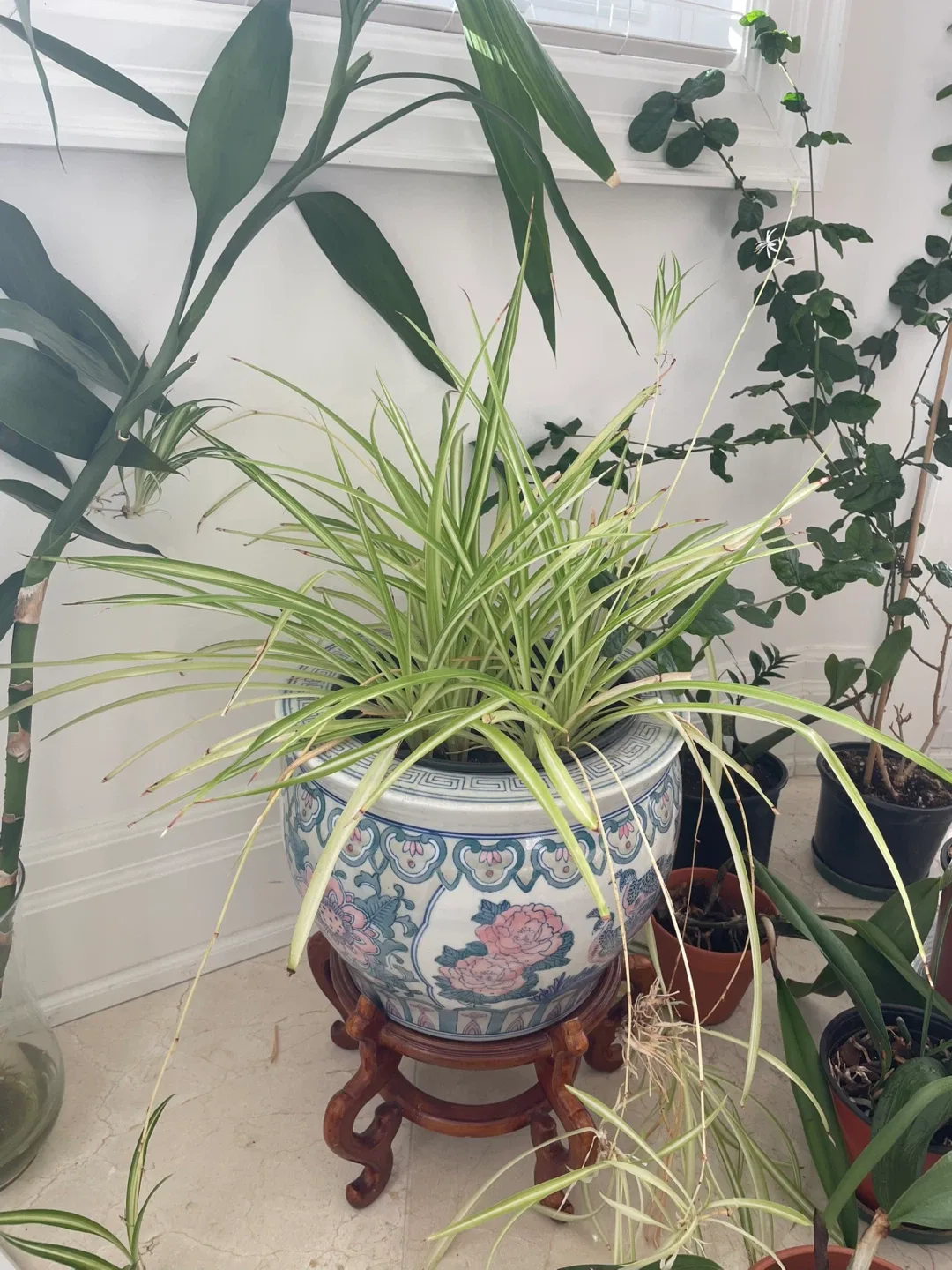 Potted Plants image indicator(5)