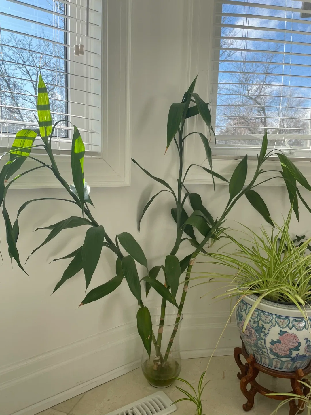 Potted Plants image indicator(3)