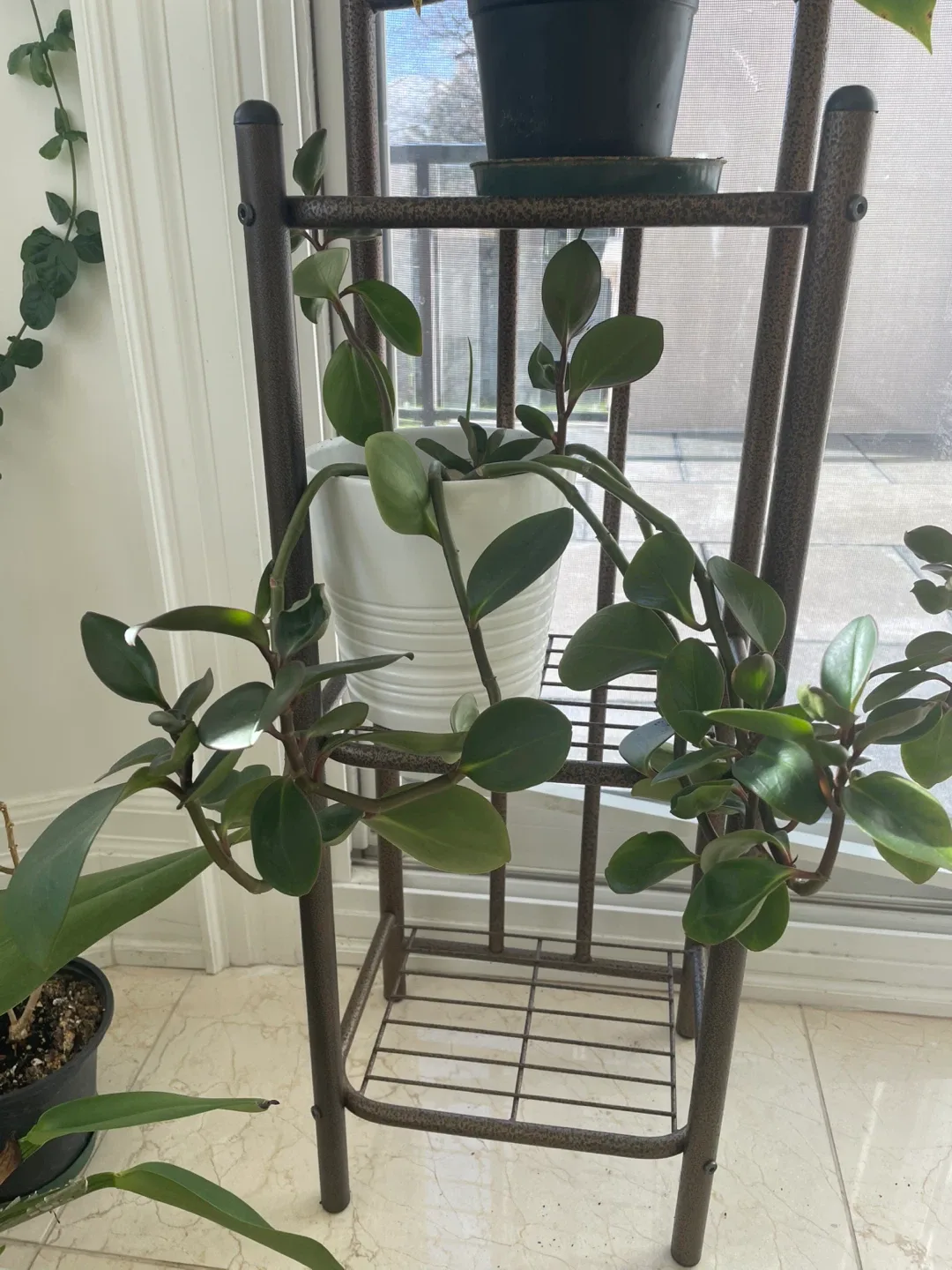 Potted Plants image indicator(2)