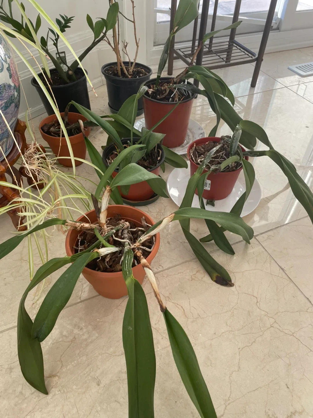 Potted Plants image indicator(4)