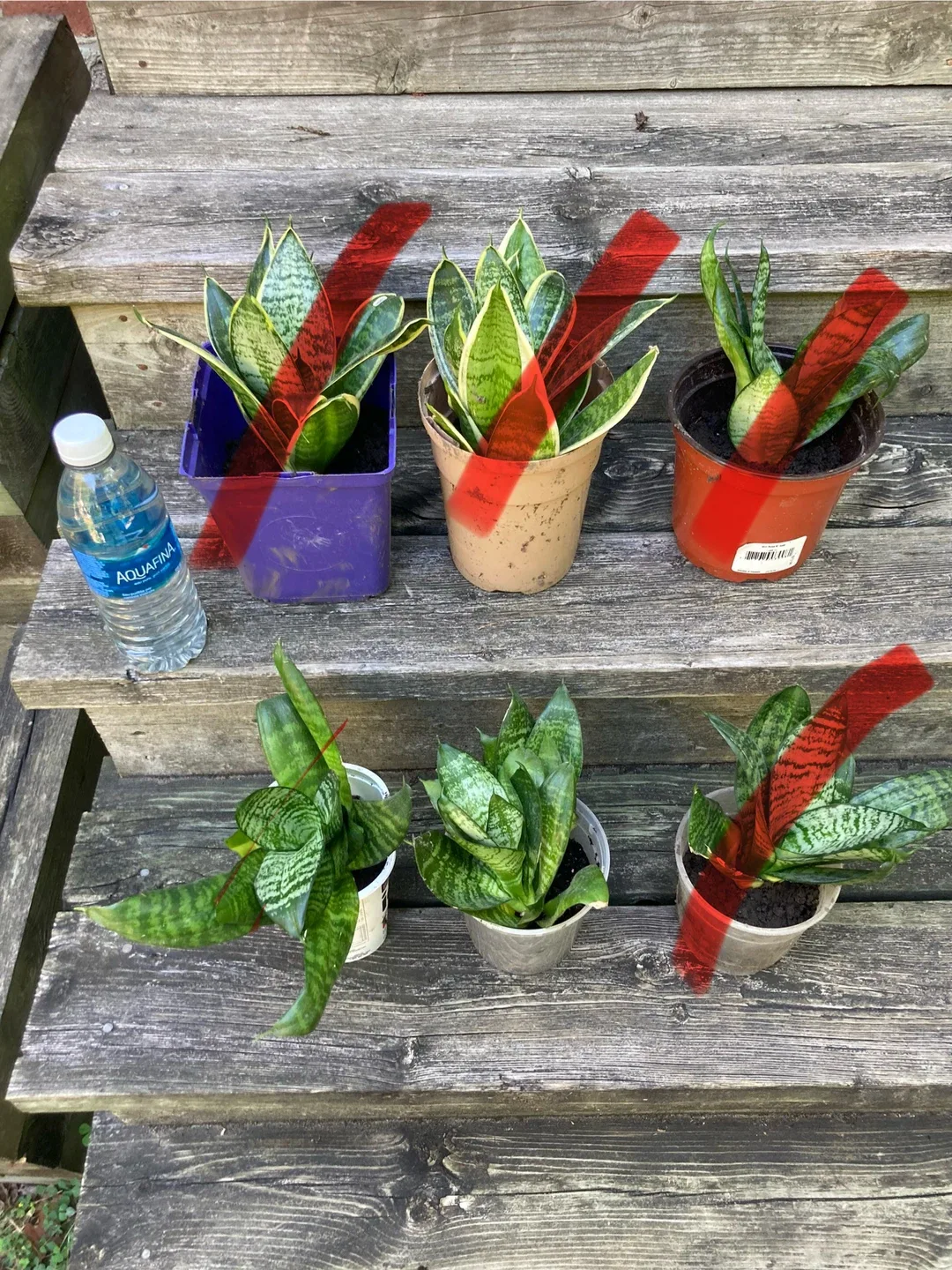 Snake Plants
