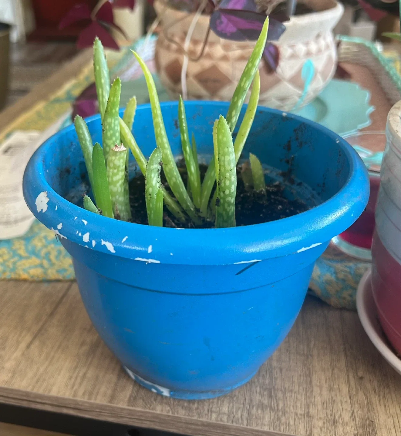 Potted Aloe Plant in Blue Pot
