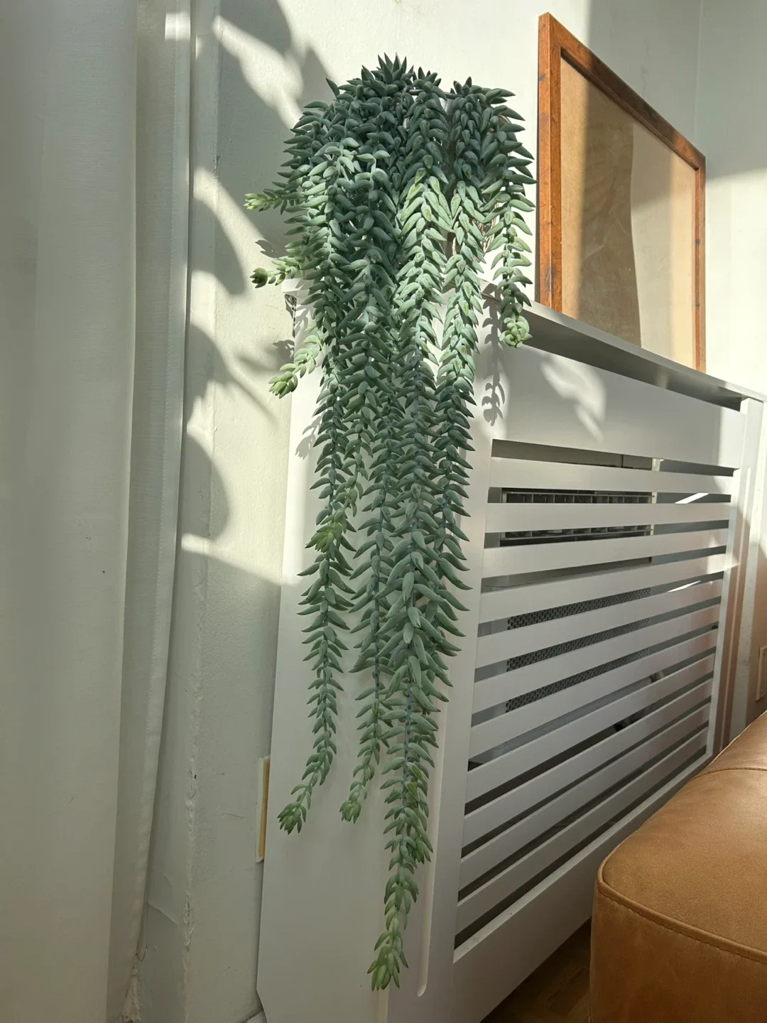 Stunning Burro Tail Clippings in 7” Planter image indicator(6)