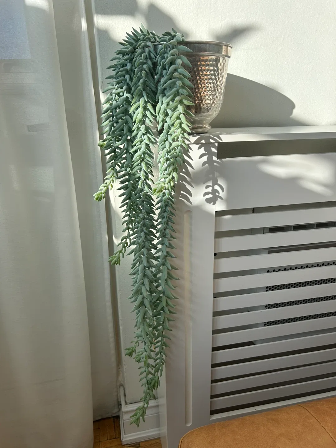 Stunning Burro Tail Clippings in 7” Planter image indicator(5)