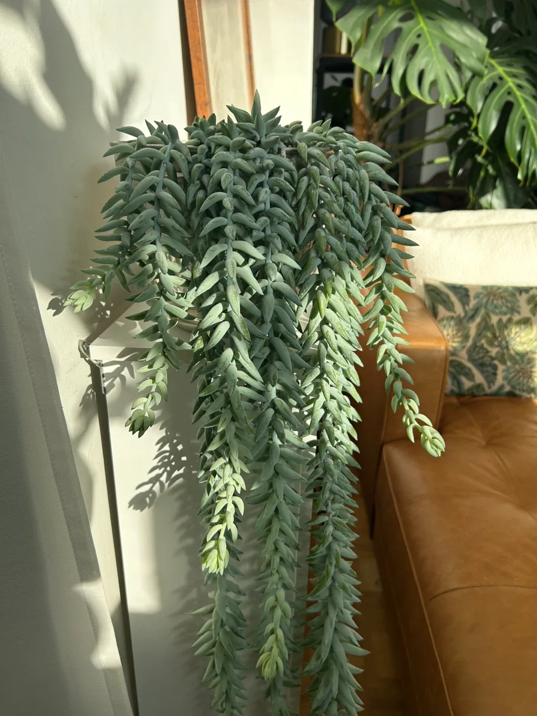 35” Burro Tail Clippings in 7” Planter