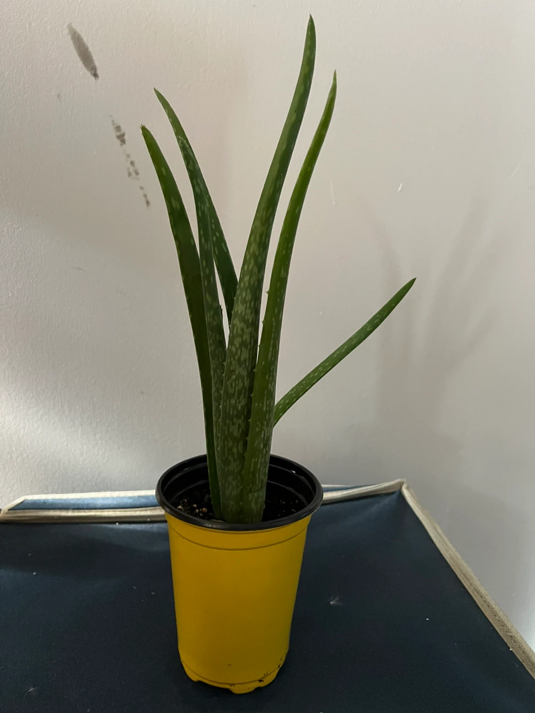 Aloe Vera Plant in Yellow Pot - photo 3