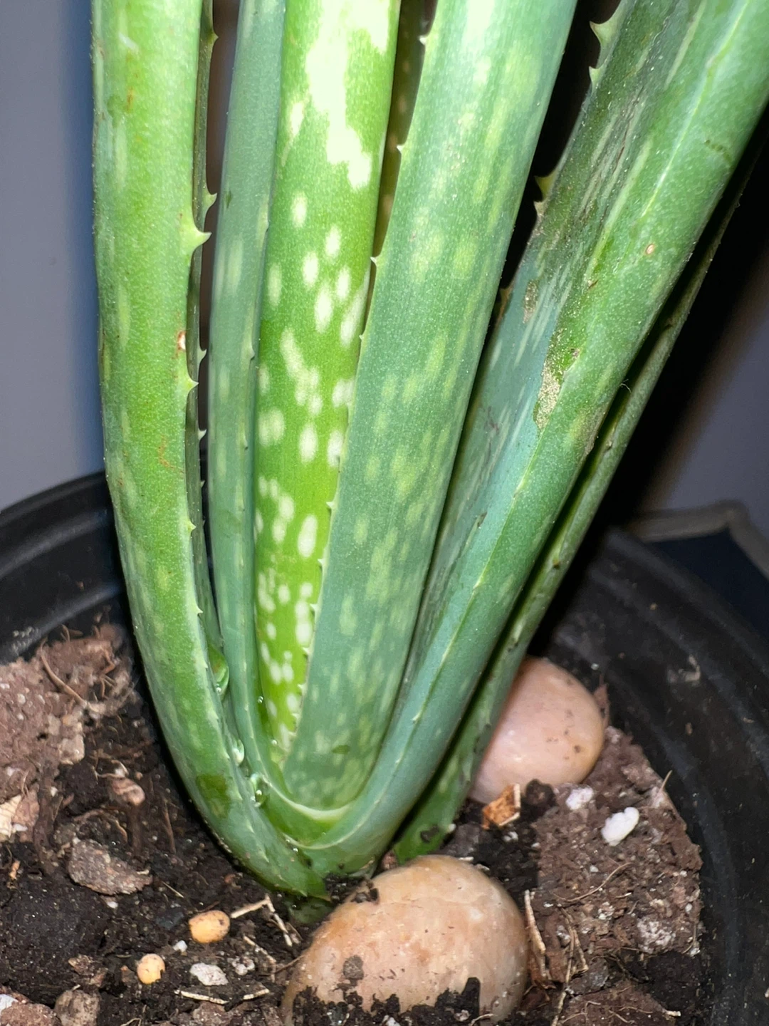 Aloe Vera Plant in Yellow Pot