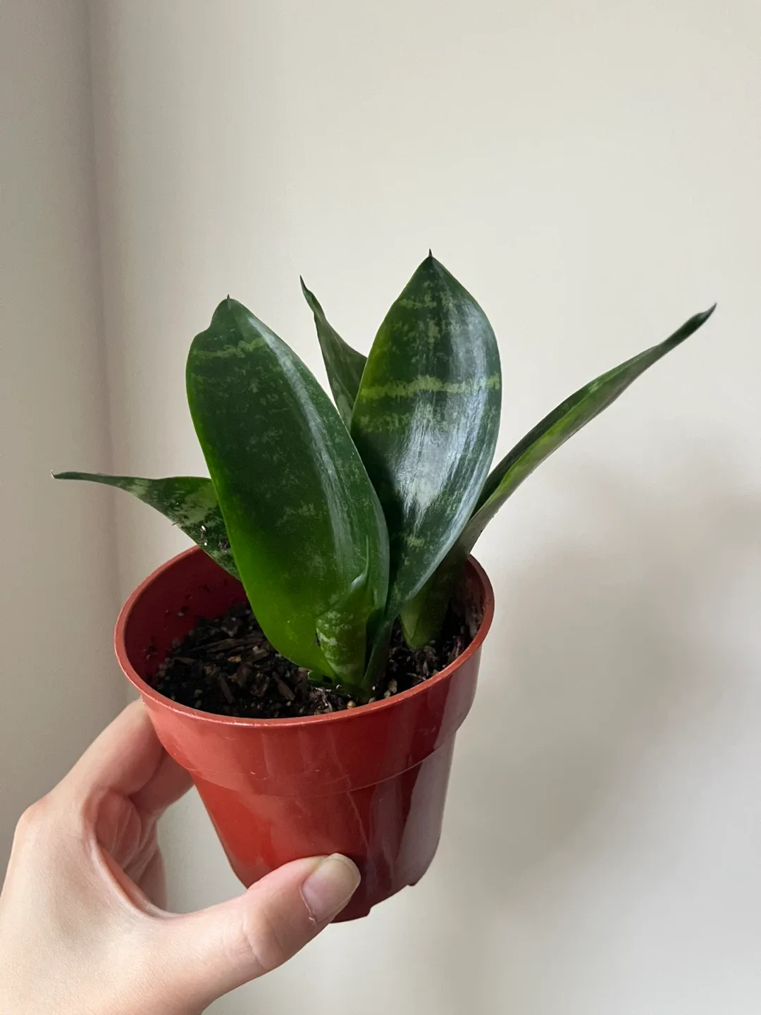 Snake Plant in 4” pot