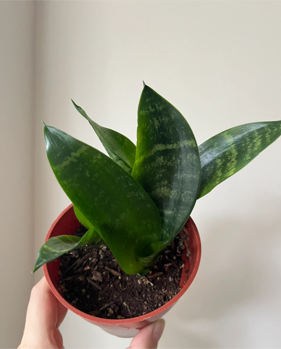 Snake Plant in 4” pot - photo 2
