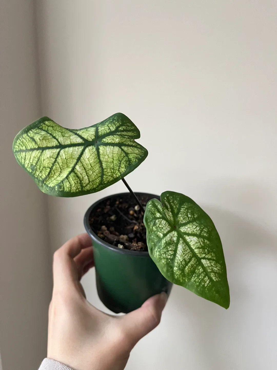Caladium 'Candidum Senior' in 4” pot