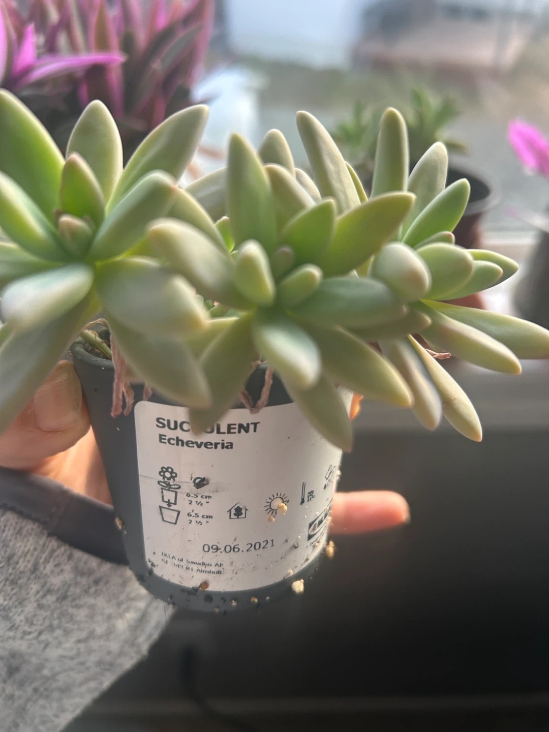 IKEA Succulent Echeveria real plant