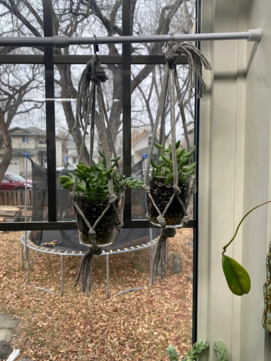 Looking for Costco custard cups