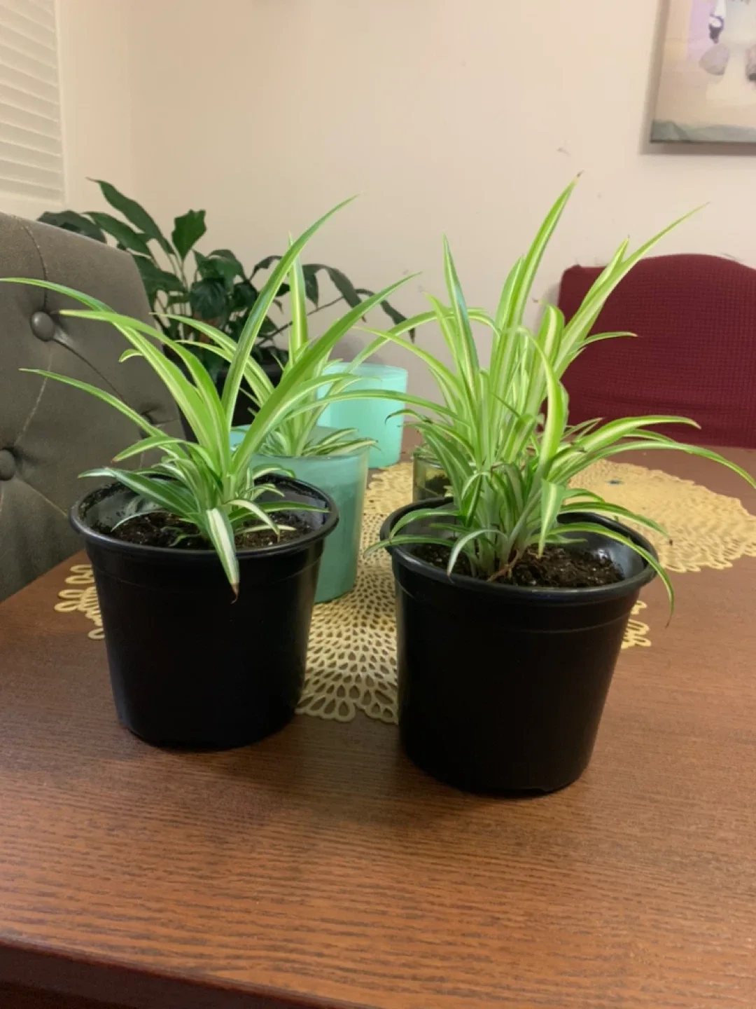 Spider Plant in Black Pot