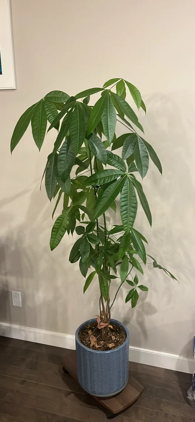 Money Tree in Blue Ceramic Pot