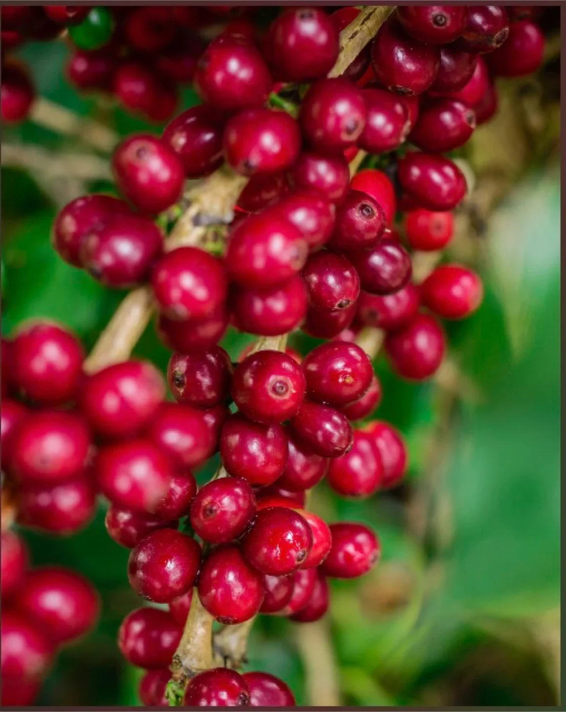 Coffee image indicator(3)