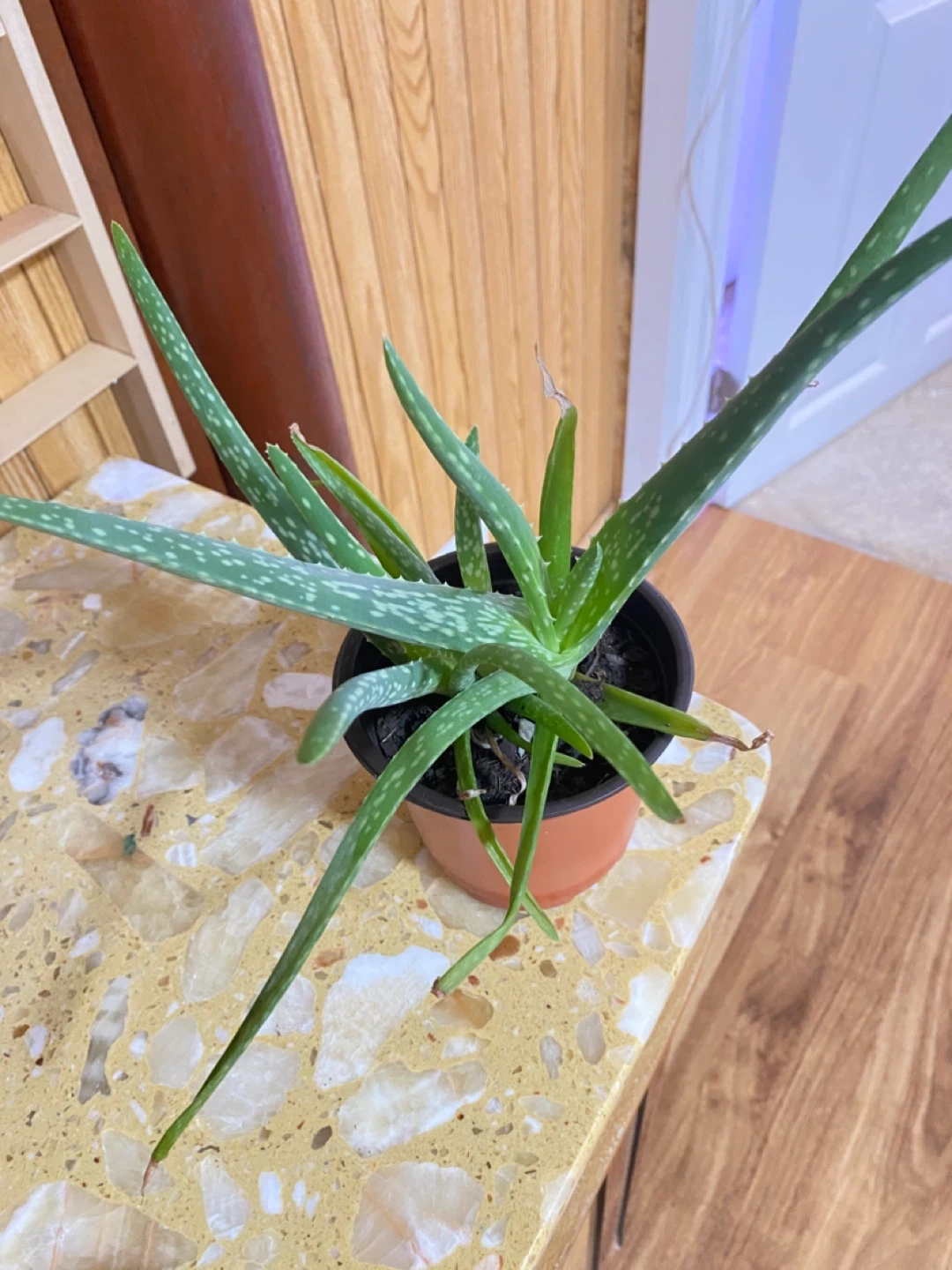 Aloe Vera Plant - photo 2