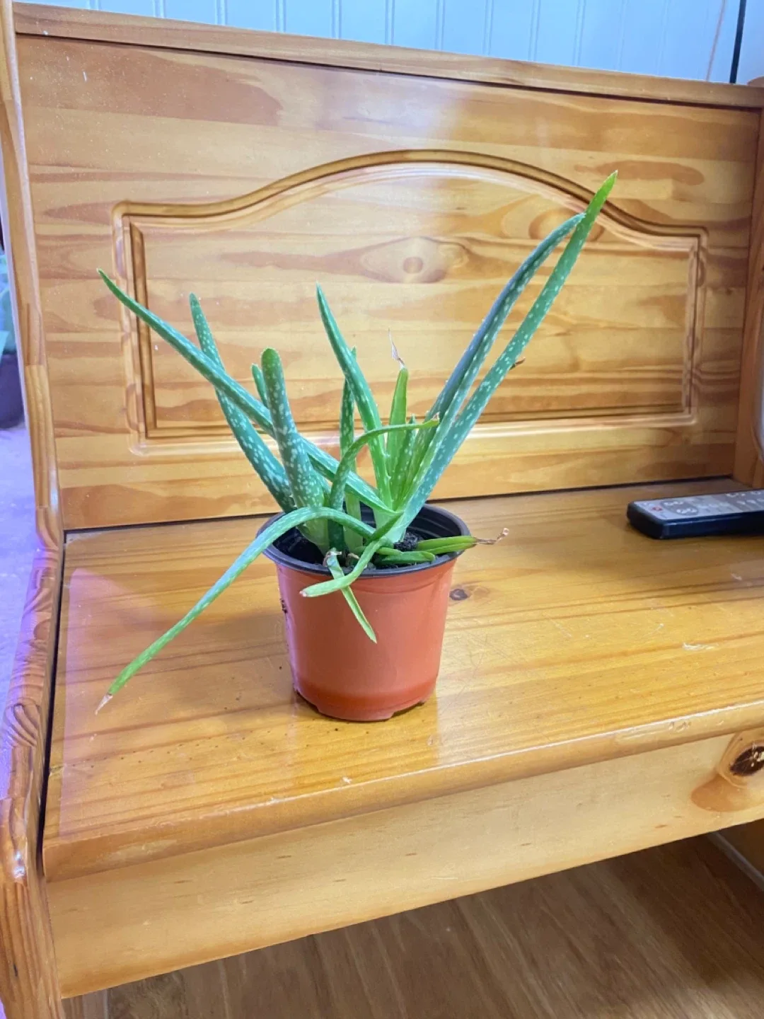 Aloe Vera Plant
