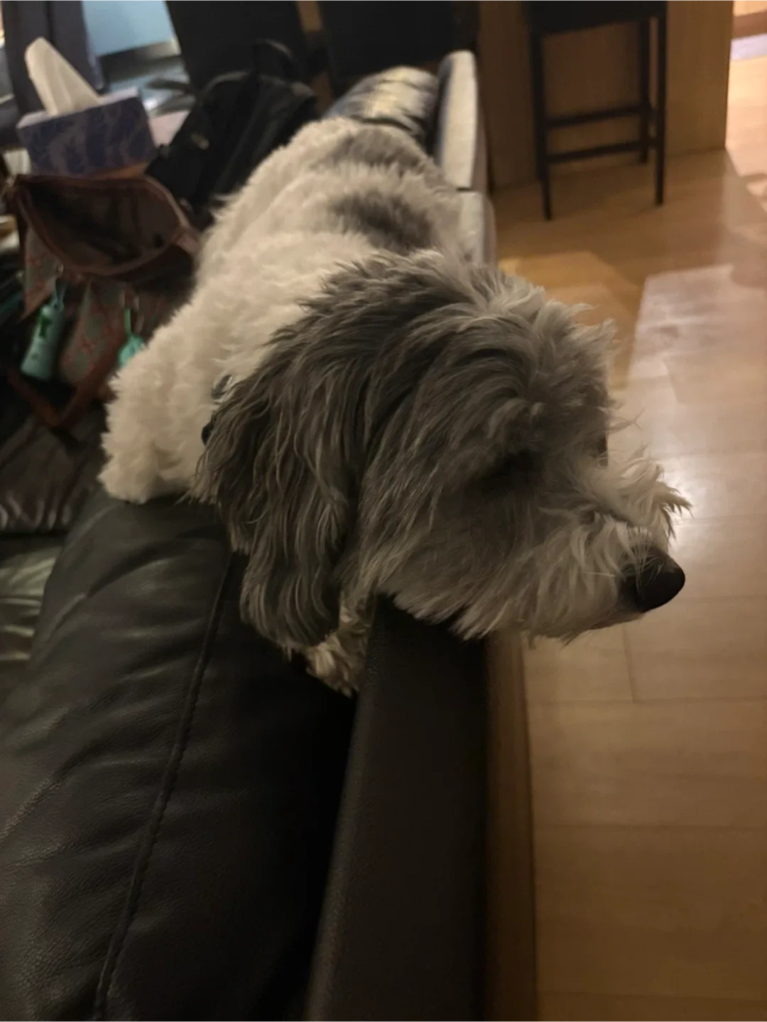 Stainless Steel Dog Bowls image indicator(5)