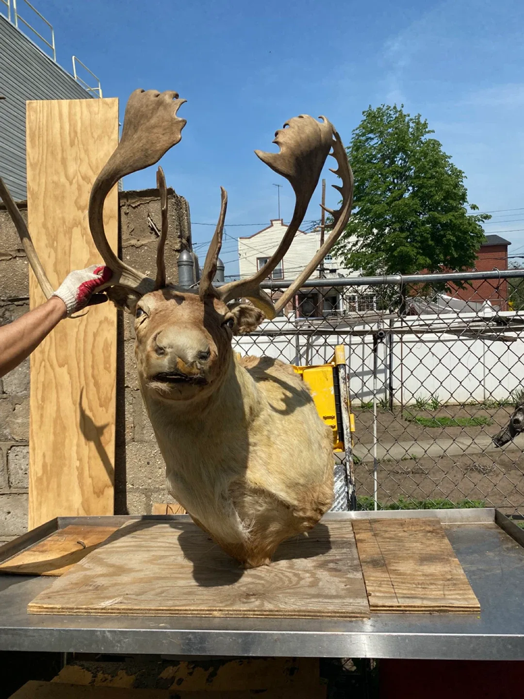 Taxidermy Rain deer  *GREAT DEAL*