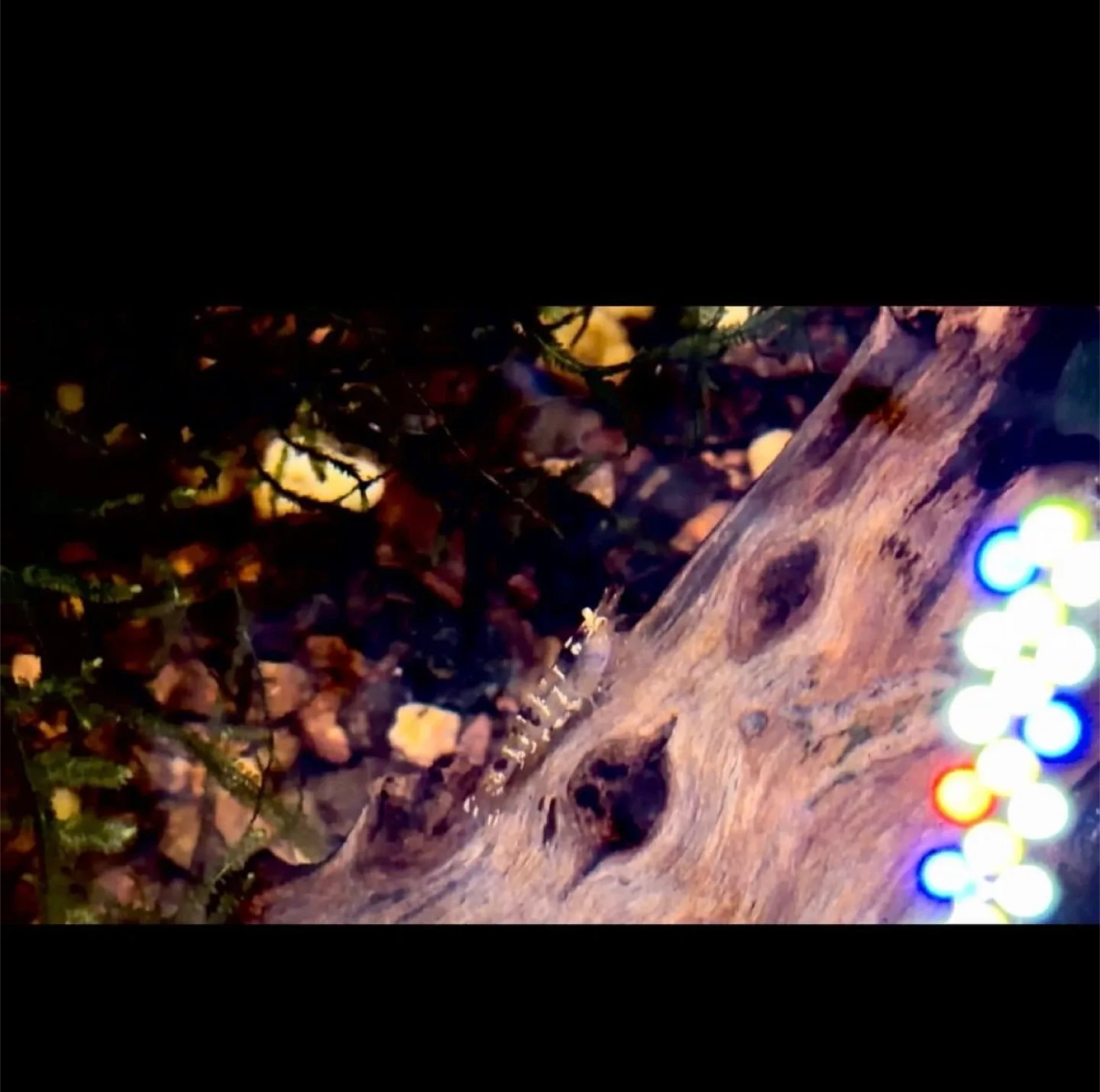 Black Tibee Caridina Shrimp