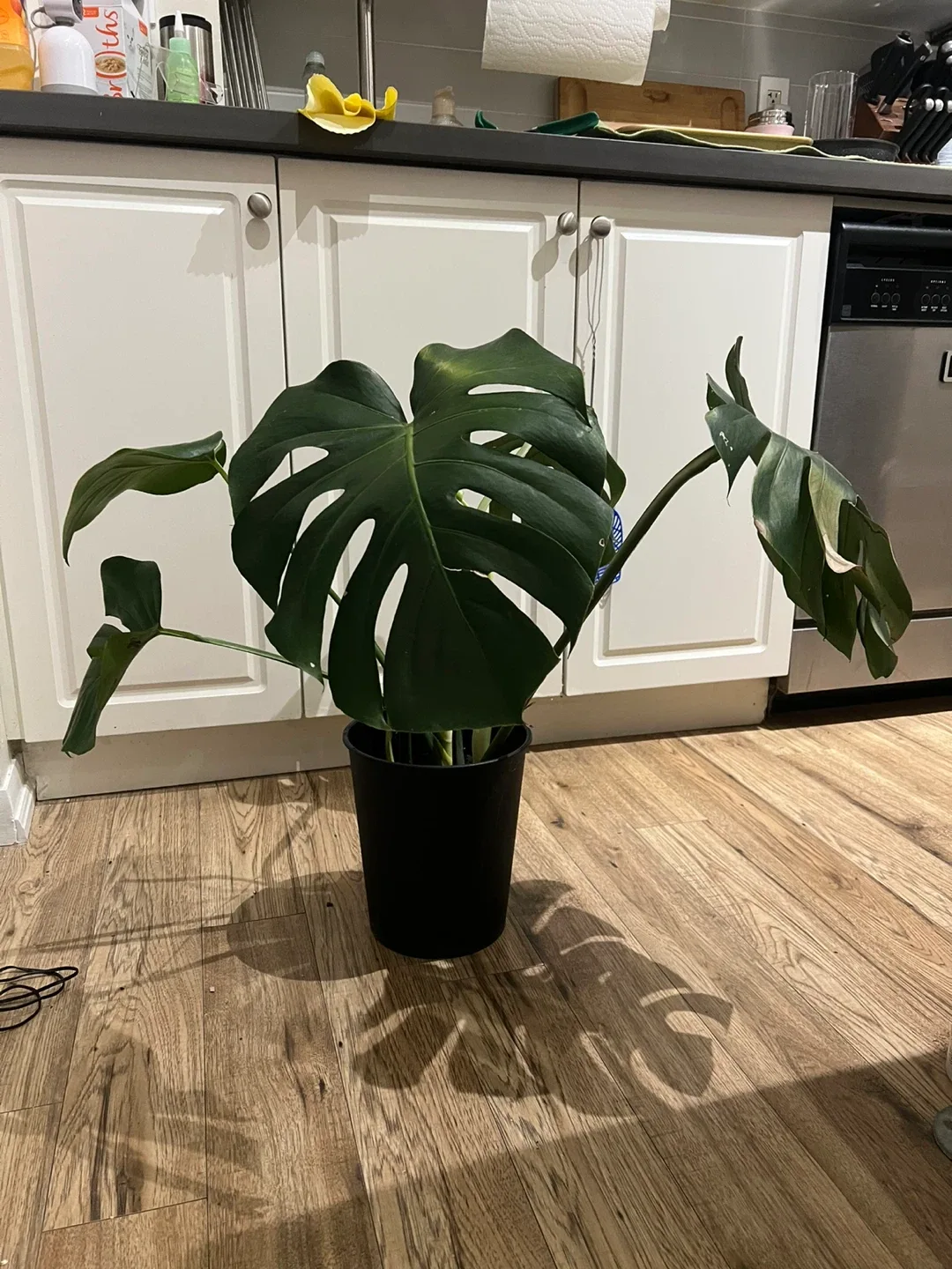 Monstera Plant image indicator(2)