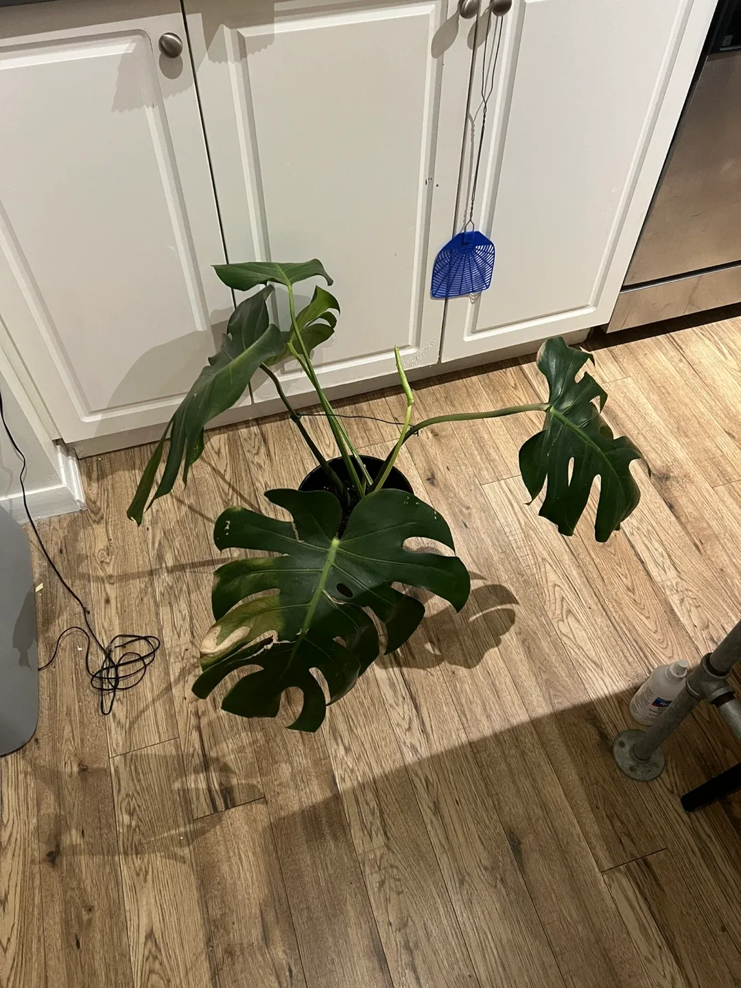 Monstera Plant