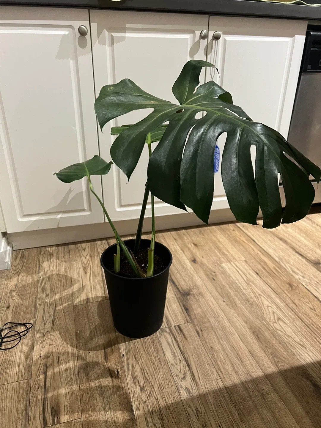 Monstera Plant in Black Pot