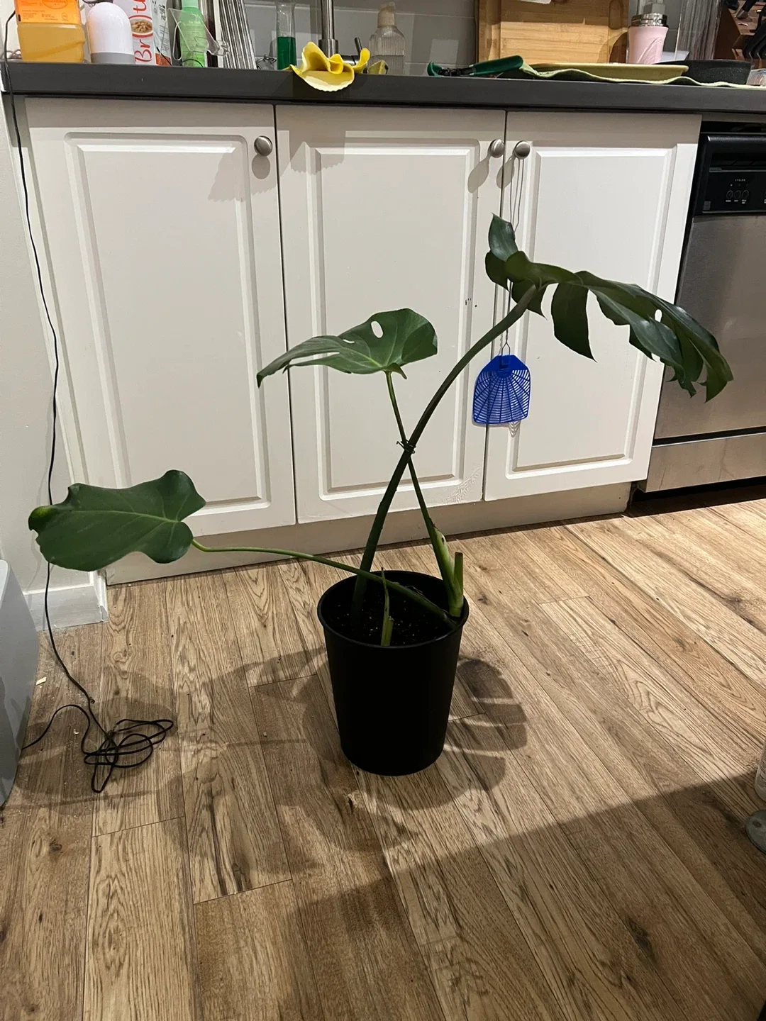 Monstera Plant in Black Pot image indicator(2)