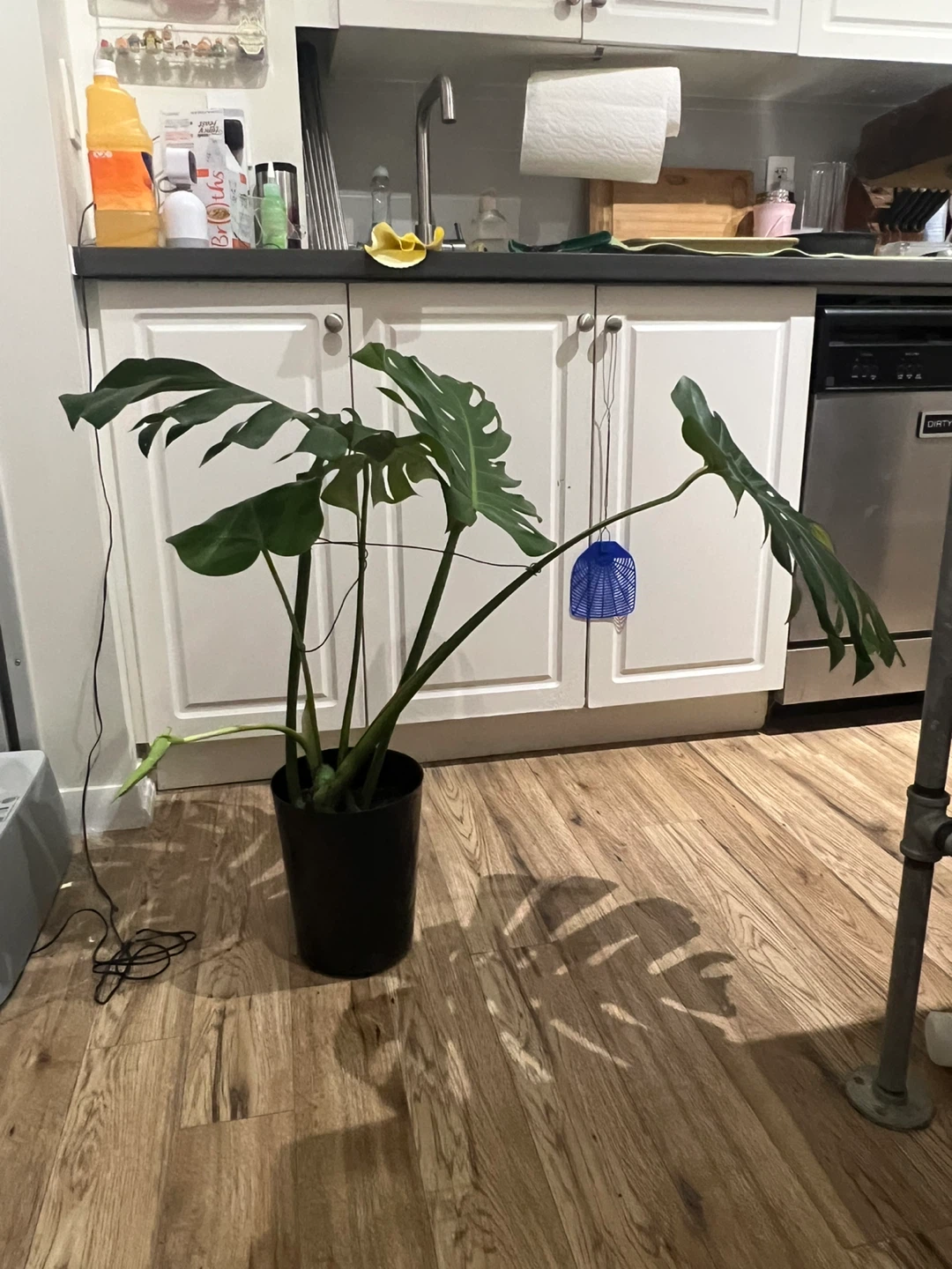 Monstera Plant in Black Pot - photo 3