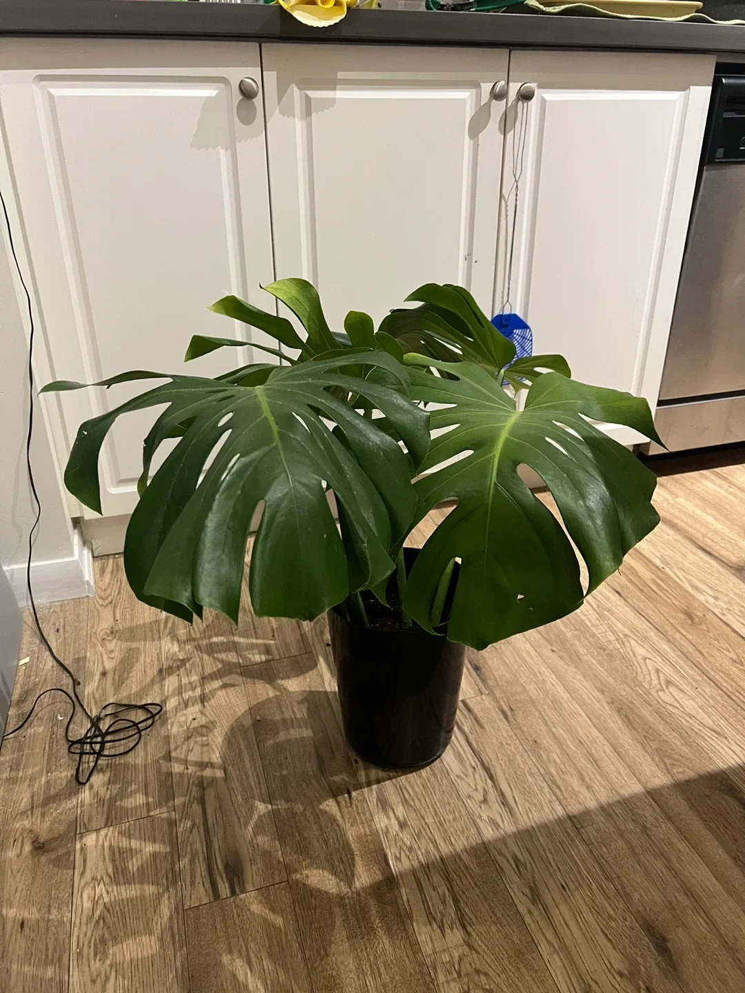 Monstera Plant in Black Pot