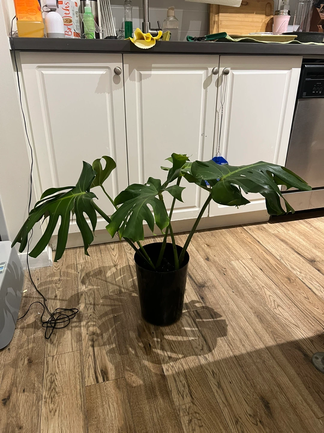 Monstera Plant in Black Pot - photo 2