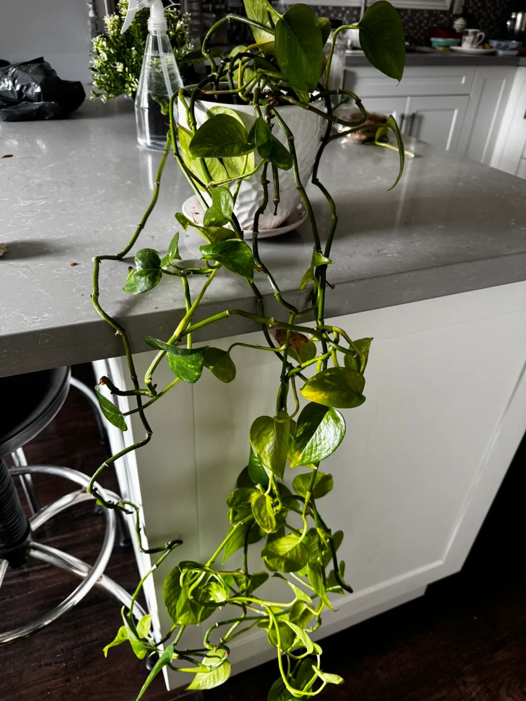 Pothos Plant