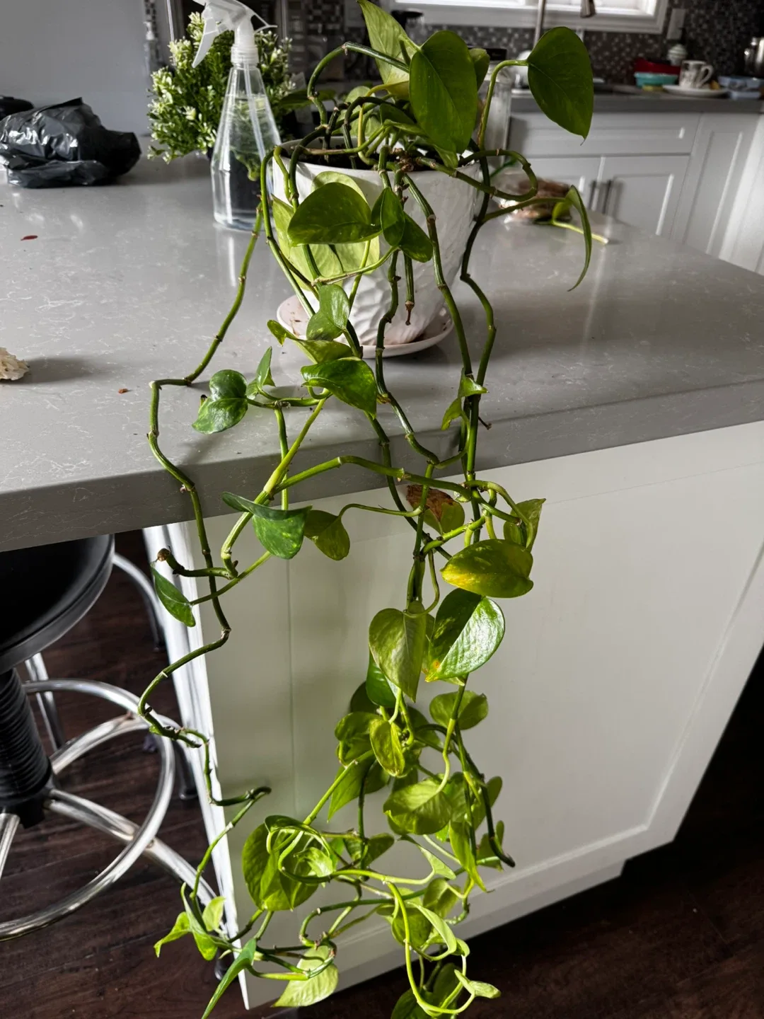 Pothos Plant image indicator(2)