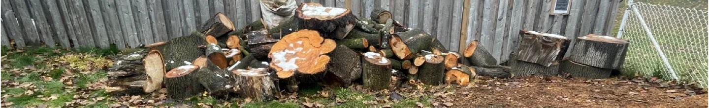 Firewood norway maple