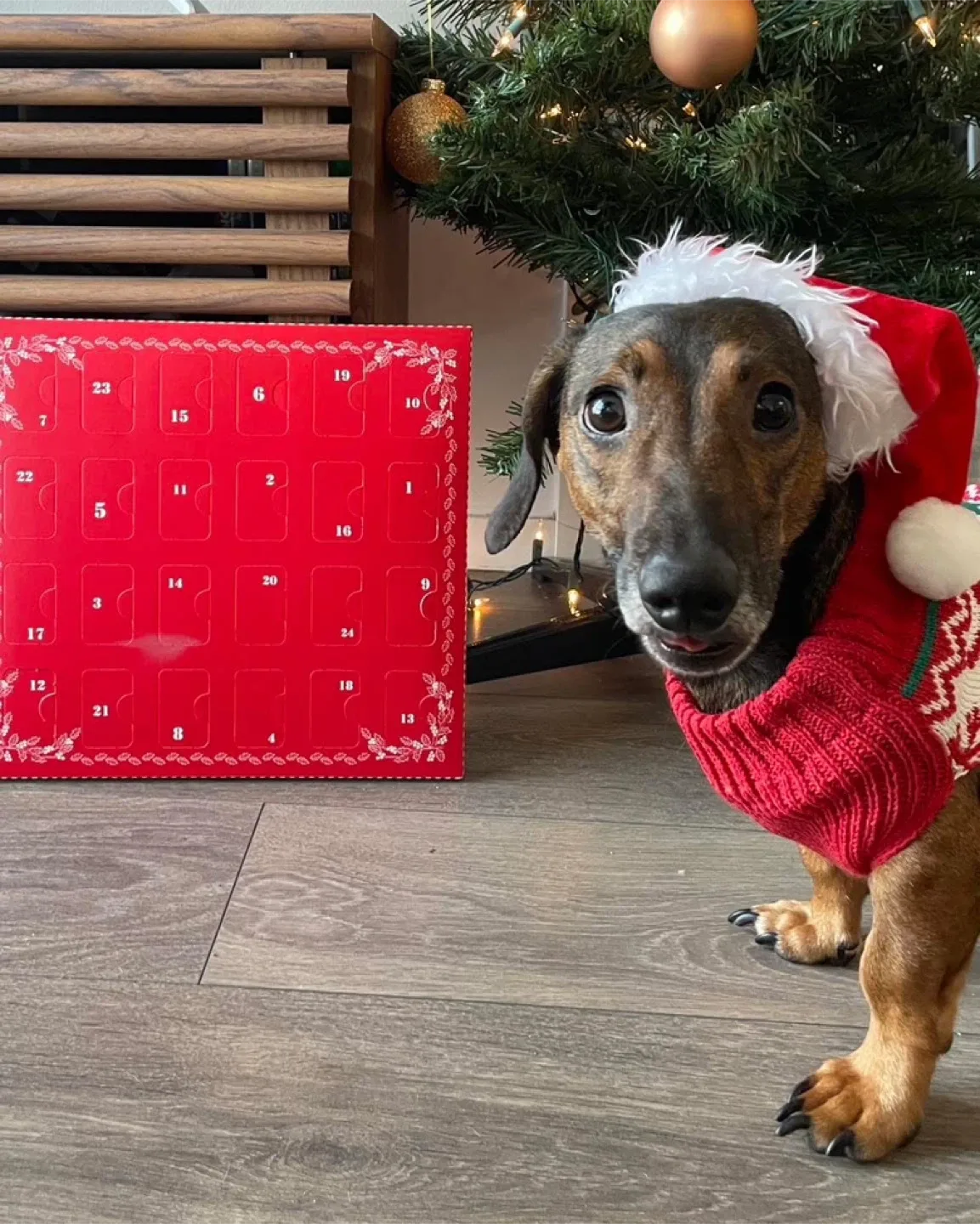 Tailwagging Healthy Treats Advent Calendar image indicator(4)