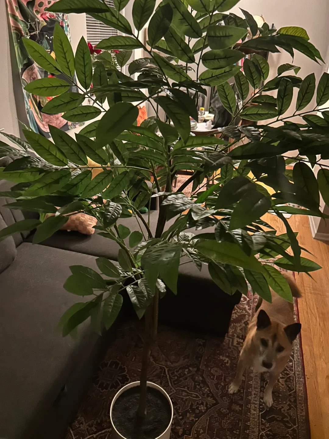 Faux Ficus Tree in White Pot
