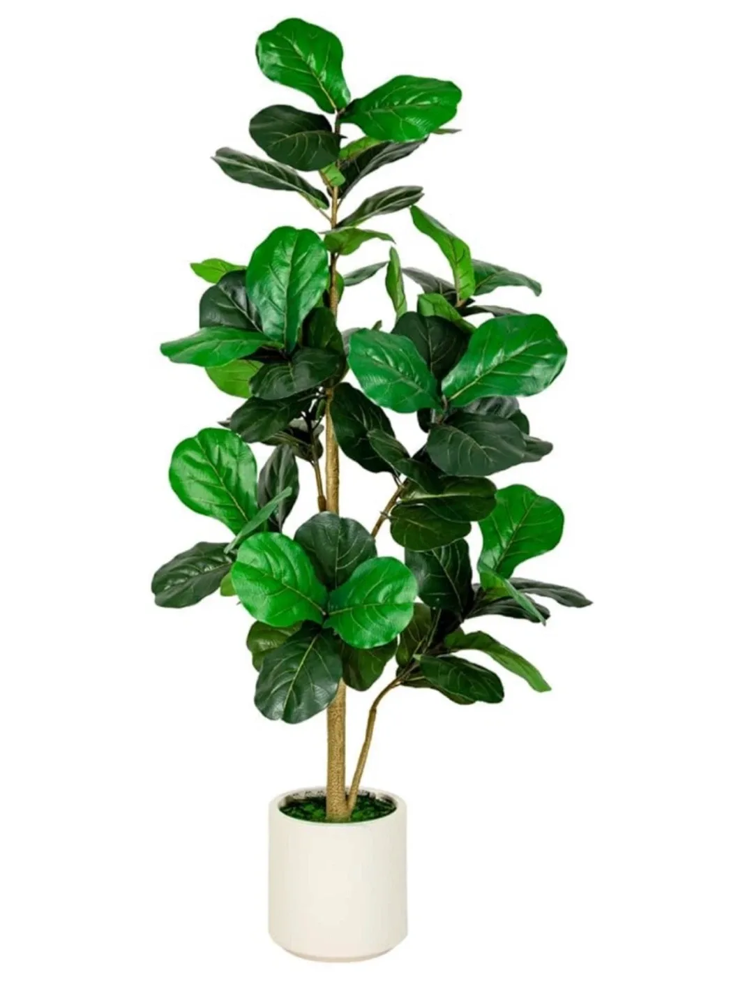 7’ Fiddle Leaf Fig w/ white Planter