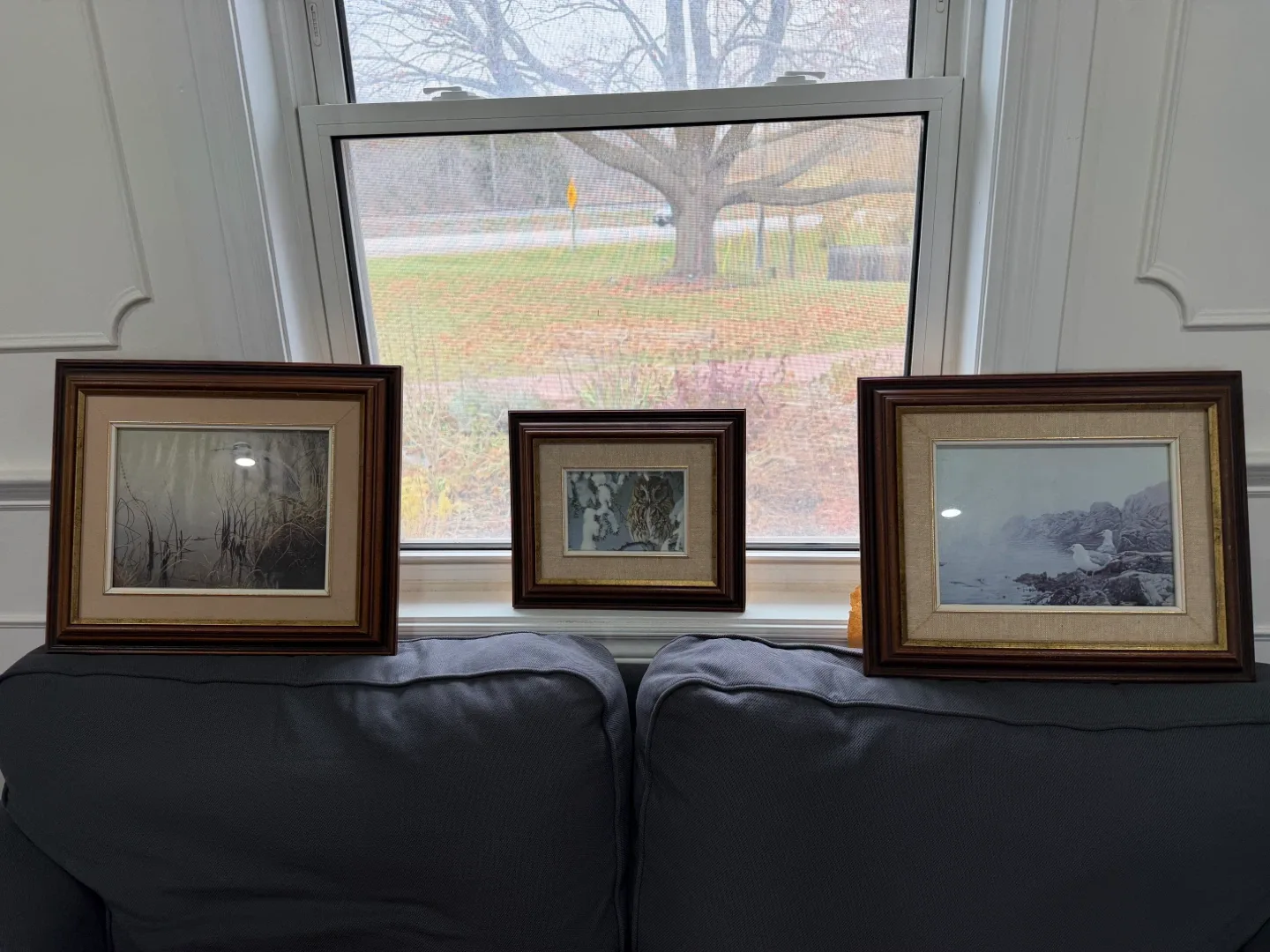 Framed Bird Art Prints