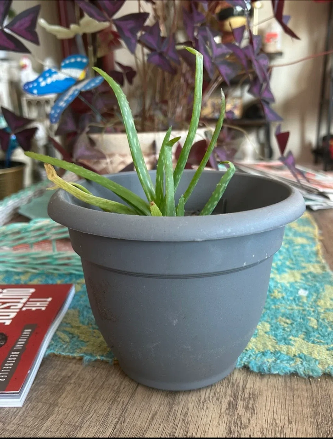Potted Aloe Vera Plant