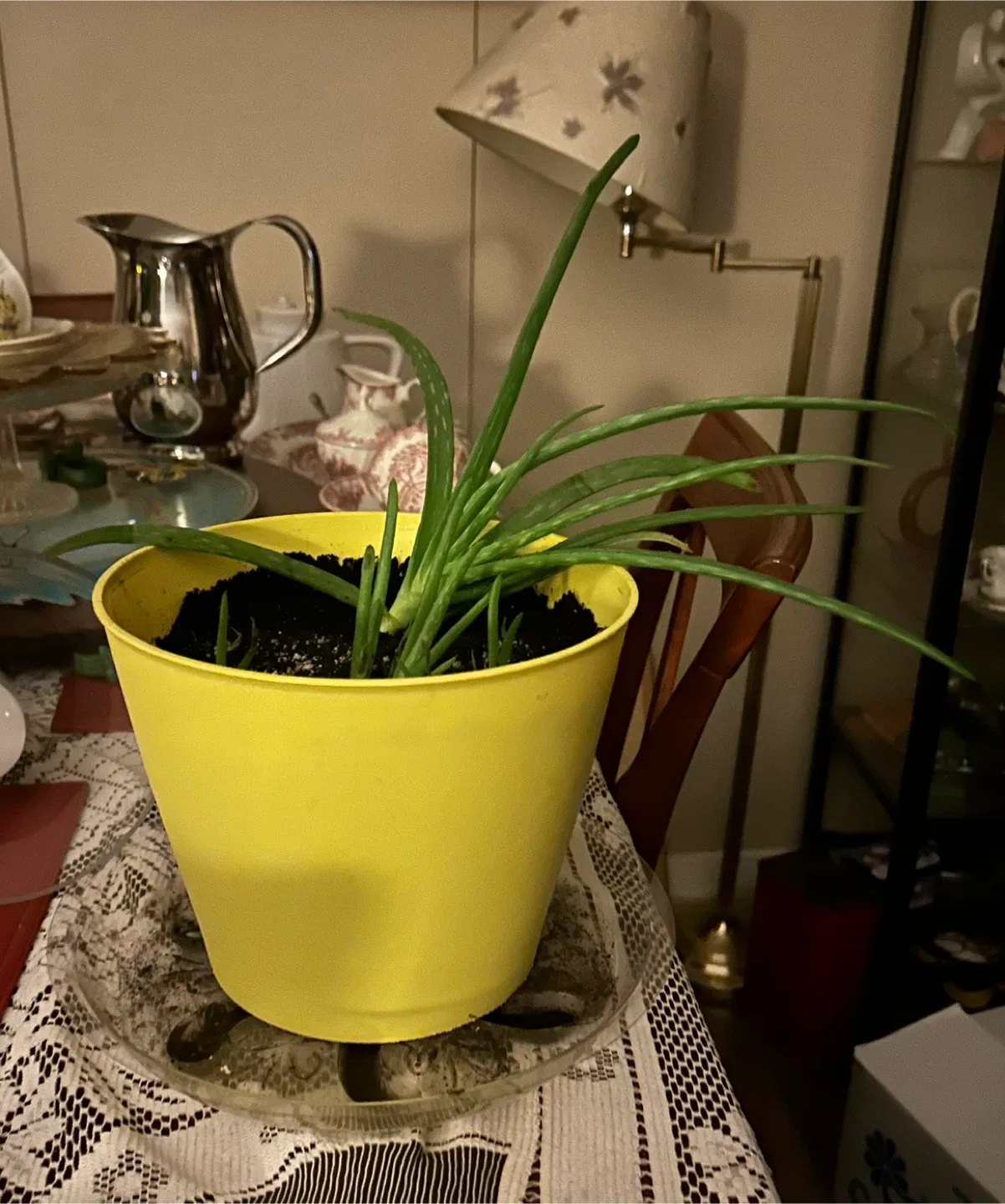 Aloe Vera Plant in Yellow Pot