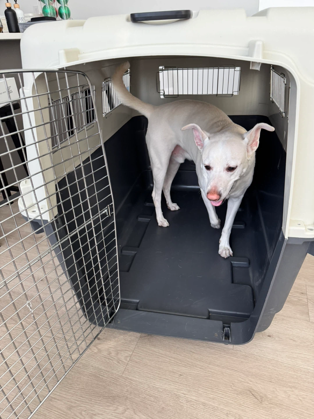Dog/Pet Carrier Crate - Kennel Dog-XL - photo 2