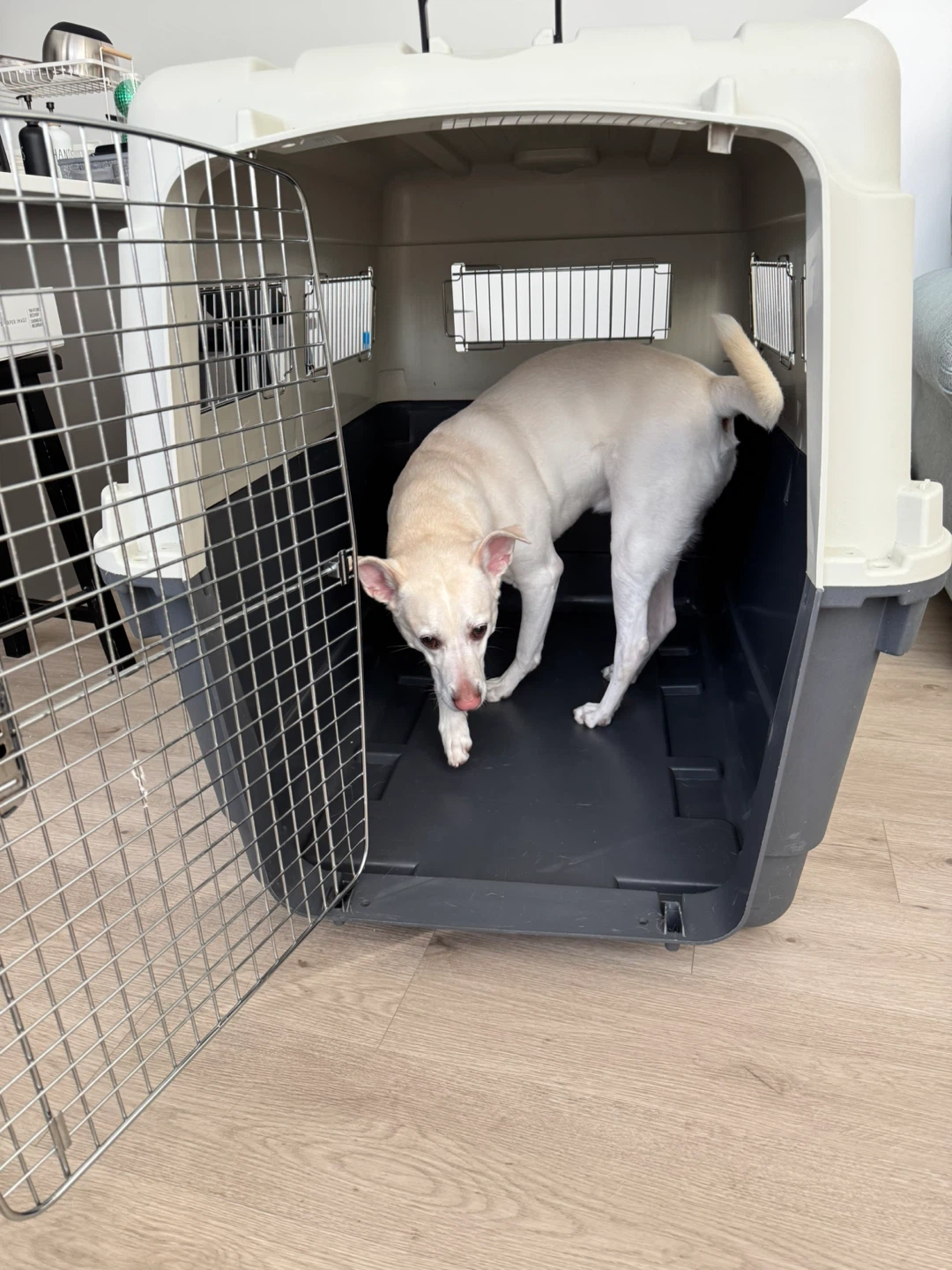 Dog/Pet Carrier Crate - Kennel Dog-XL - photo 5
